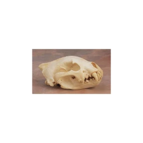 Wolverine Skull Replica