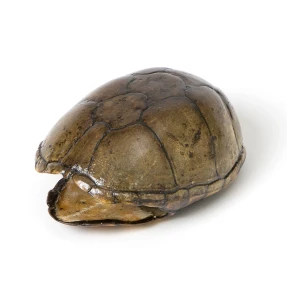 Stink Pot Turtle Shell