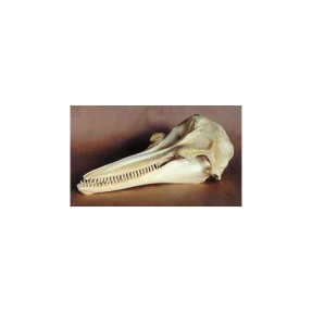 Bottlenose Dolphin Skull Replica
