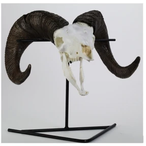 Desert Bighorn Sheep (Male) Skull Replica