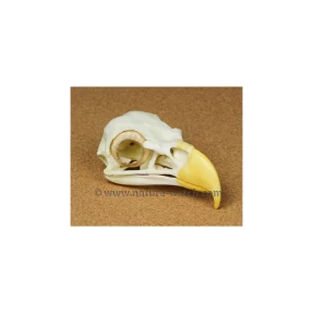 Bald Eagle Skull Replica