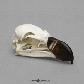 Griffon Vulture Skull Replica