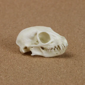 Meerkat Skull Replica