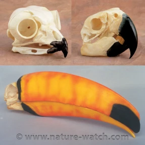 Bird Skull Replicas