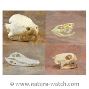 Reptile and Amphibian Skull Replicas