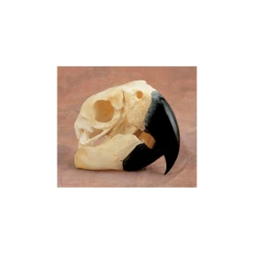 Macaw Skull Replica