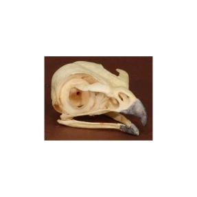 Red Tail Hawk Skull Replica