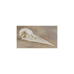 Crane Skull Replica (Sandhill)