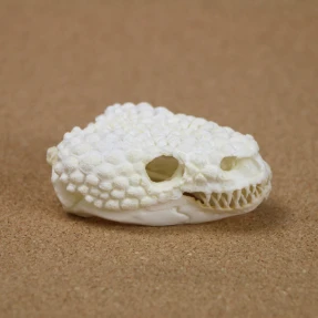 Gila Monster Skull Replica