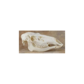 Elk Skull Replica