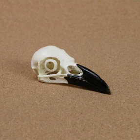 Raven Skull Replica