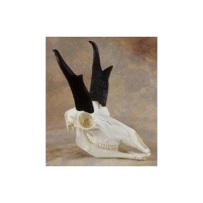 Antelope Skull Replica (Pronghorn)
