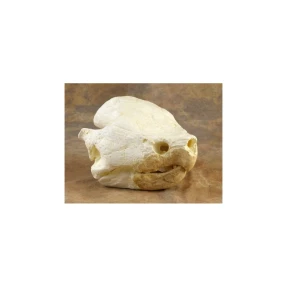 Alligator Snapping Turtle Skull Replica