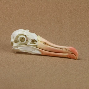 Black-browed Albatross Skull Replica
