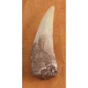 Spinosaurus Tooth Replica