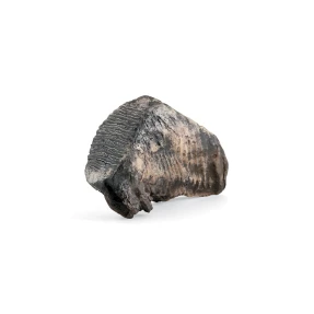 Woolly Mammoth Tooth Replica