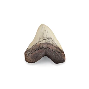 Miocene Shark Tooth Replica