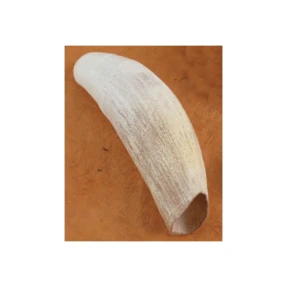Sperm Whale Tooth Replica