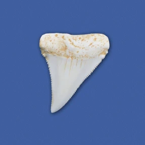 Great White Shark Tooth Replica