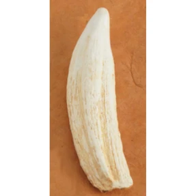 Elephant Seal Tooth Replica