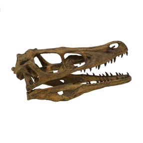 Velociraptor Skull Replica