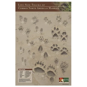 Animal Track & Footprint Ink Stamp Set  Ink Stamps Of Animal Tracks For  Crafts