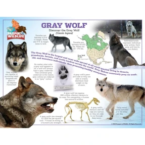 Gray Wolf Poster