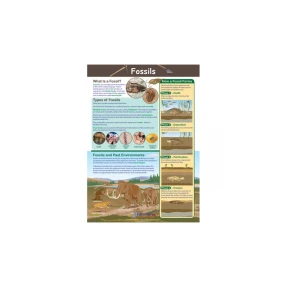 Fossil Formation Poster