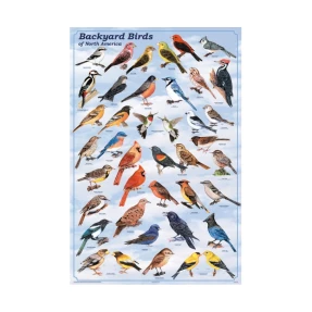 Backyard Birds of North America Poster