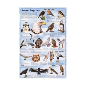 Avian Raptors Poster