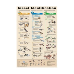Insect Identification Poster