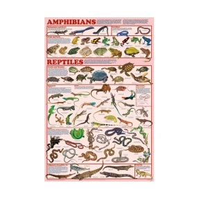 Amphibians & Reptiles Poster