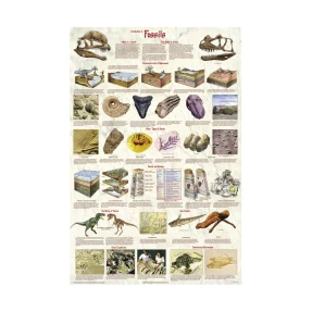 Introduction to Fossils Poster