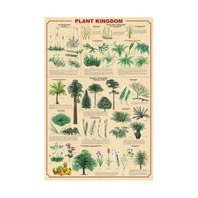 Plant Kingdom Poster