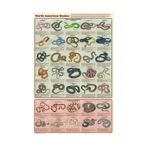 North American Snakes Poster