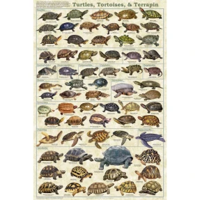Turtles, Tortoises, and Terrapin Poster