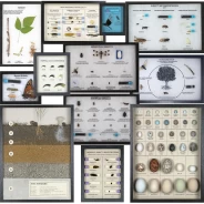 Nature Watch Science Display Collection (12 displays)