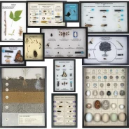 Nature Watch Science Display Collection (12 displays)