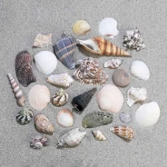 Nature Watch Shell Mix (By the Pound)
