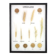 Commercial Grains Display