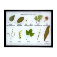 Harmful Insects Acrylic Block Display - Bug Acrylic Block | Nature-Watch