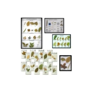 Tree, Leaf, Plant, and Seed Displays
