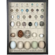 North American Eggs Display