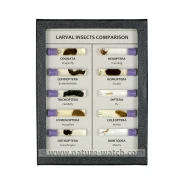 Larval Insect Comparison Display