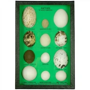 Eggs of North American Raptors Display