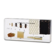 Honey Bee Life Cycle Acrylic Block