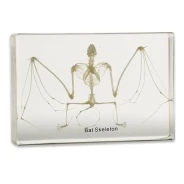 Bat Skeleton Acrylic Block