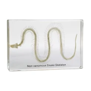 Snake Skeleton Acrylic Block