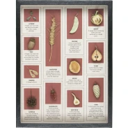 Fruit Comparison Display