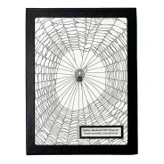 Spiny-backed Orb Weaver Display